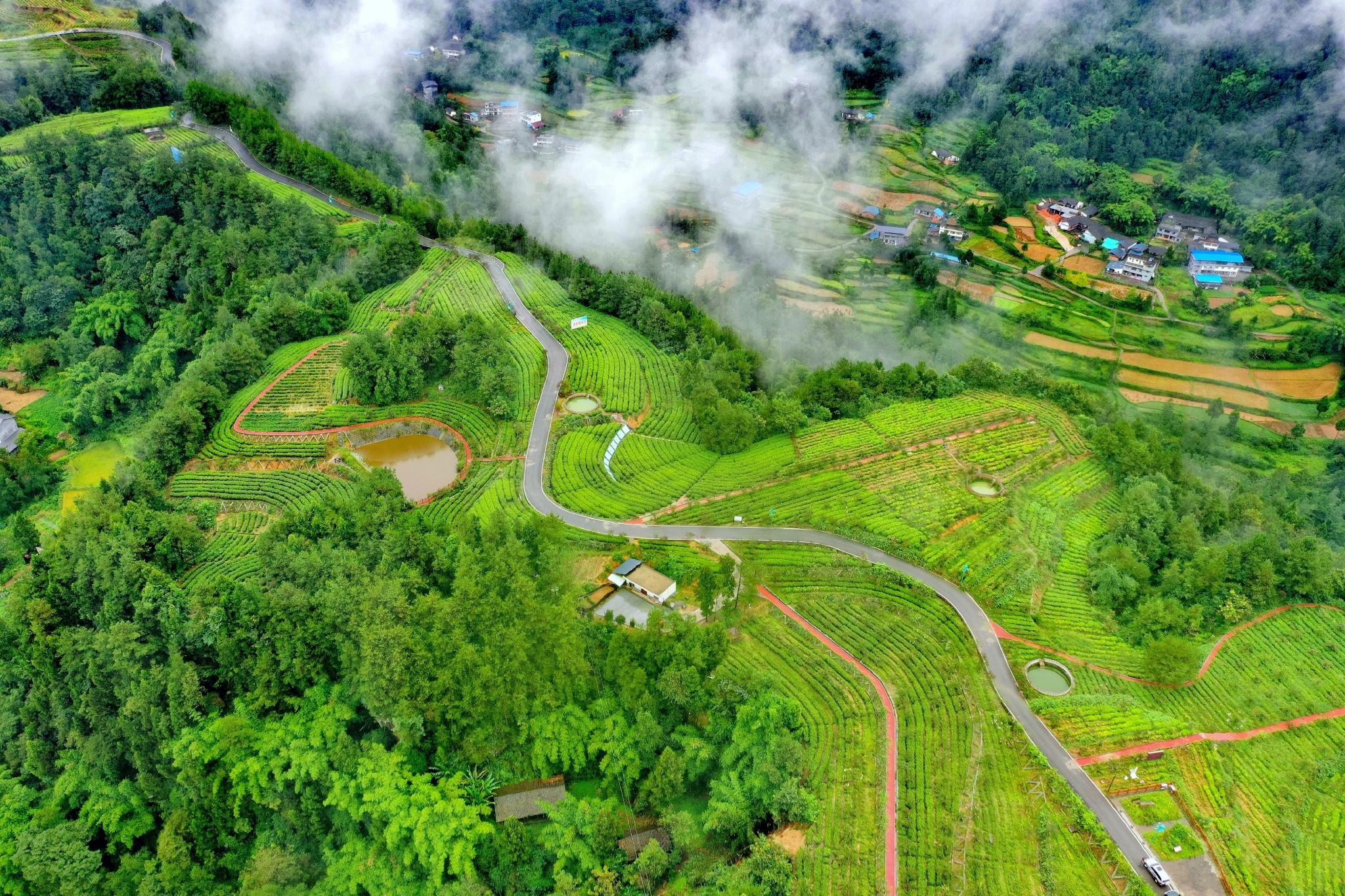 云雾缭绕航拍中国茶乡旺苍满眼绿色的山水风景如人间仙境