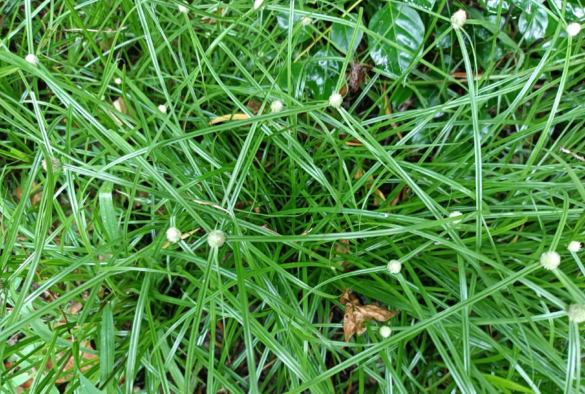 根茎似蜈蚣,老人称为"散寒草",用来煲汤好处多,如今不多见了__财经