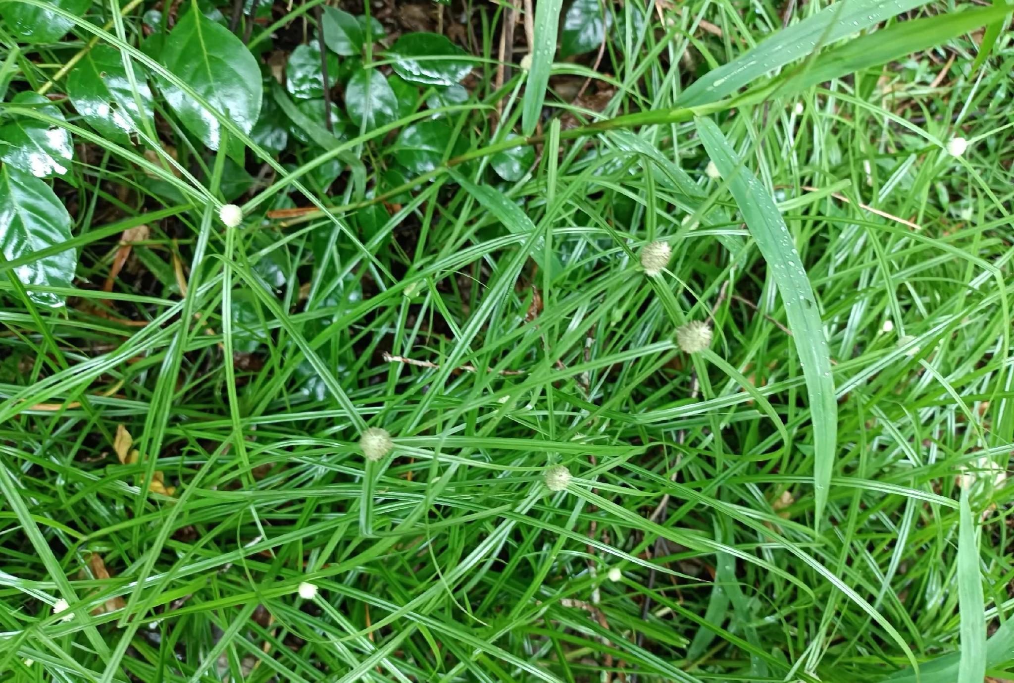 根茎似蜈蚣,老人称为"散寒草",用来煲汤好处多,如今不多见了__财经