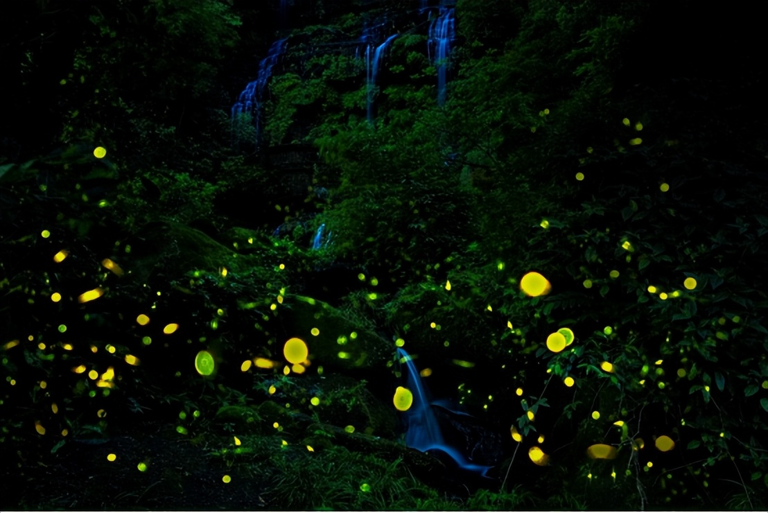 邛崃天台山景区迎来2022年第一波萤火虫飞舞高峰期