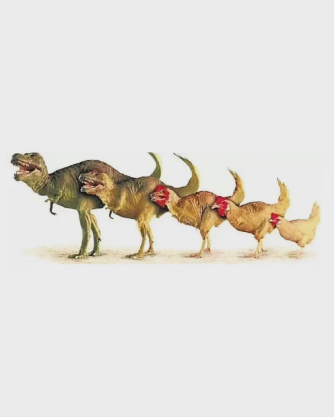 我们现代的家禽鸡是由恐龙进化而来的