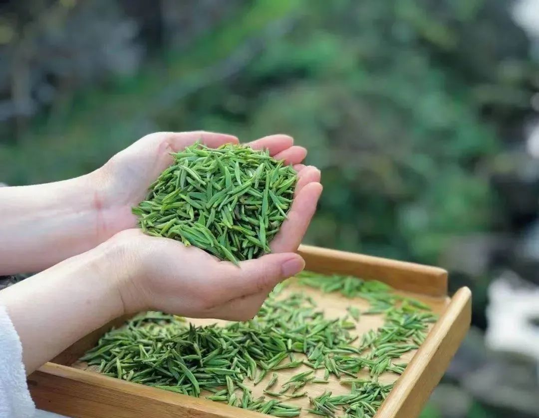 蒙顶甘露——绿茶中的"温性"茶|甘露|蒙山茶|绿茶_新浪新闻