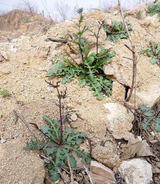 苦碟子是一种怎样的植物