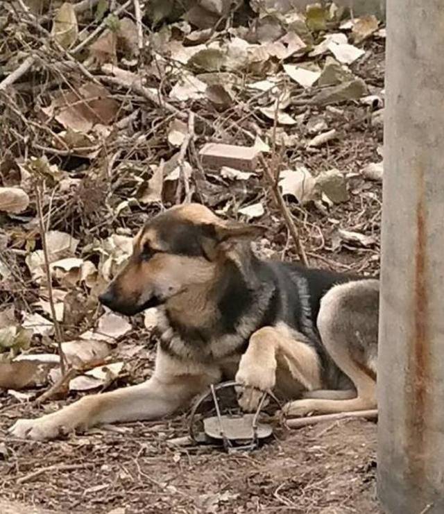 土狗陪主人山上找野味路上被獸夾夾住主人不幫忙還拍照炫耀