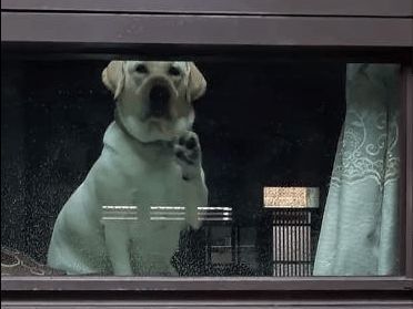 狗狗深情目送主人出门,还不忘用爪子敲打窗户,狗:早点回来陪我休闲区蓝鸢梦想 - Www.slyday.coM 狗狗深情目送主人出门,还不忘用爪子敲打窗户,狗:早点回来陪我休闲区蓝鸢梦想 - Www.slyday.coM