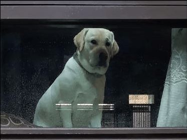 狗狗深情目送主人出门,还不忘用爪子敲打窗户,狗:早点回来陪我休闲区蓝鸢梦想 - Www.slyday.coM 狗狗深情目送主人出门,还不忘用爪子敲打窗户,狗:早点回来陪我休闲区蓝鸢梦想 - Www.slyday.coM