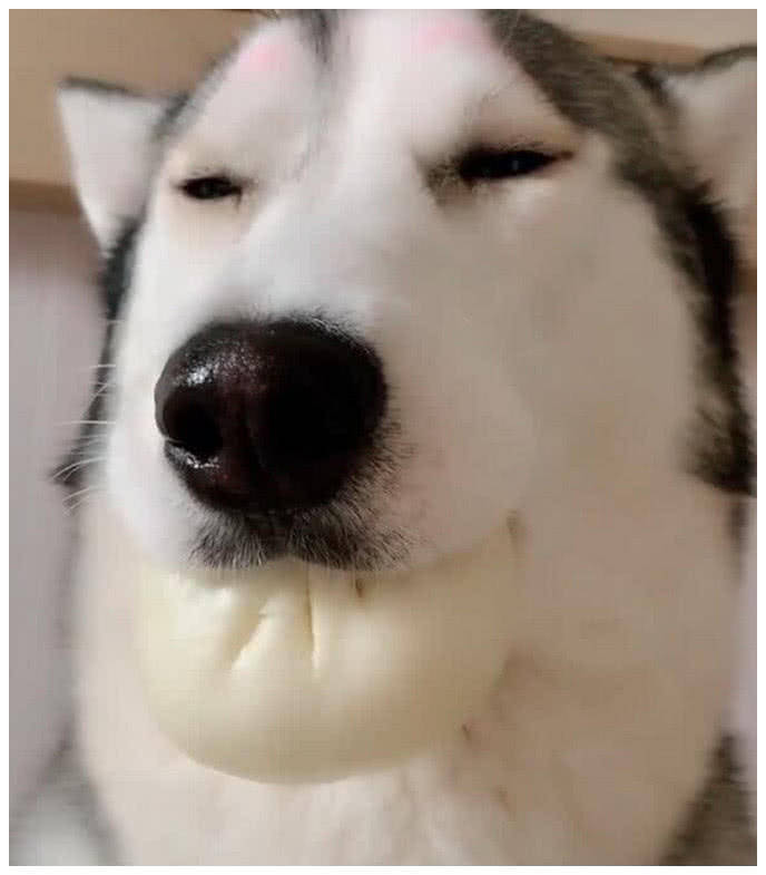 女子给二哈包子当早餐回来觉得不对仔细一看赶紧拍照发朋友圈
