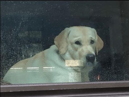 狗狗深情目送主人出门,还不忘用爪子敲打窗户,狗:早点回来陪我休闲区蓝鸢梦想 - Www.slyday.coM 狗狗深情目送主人出门,还不忘用爪子敲打窗户,狗:早点回来陪我休闲区蓝鸢梦想 - Www.slyday.coM