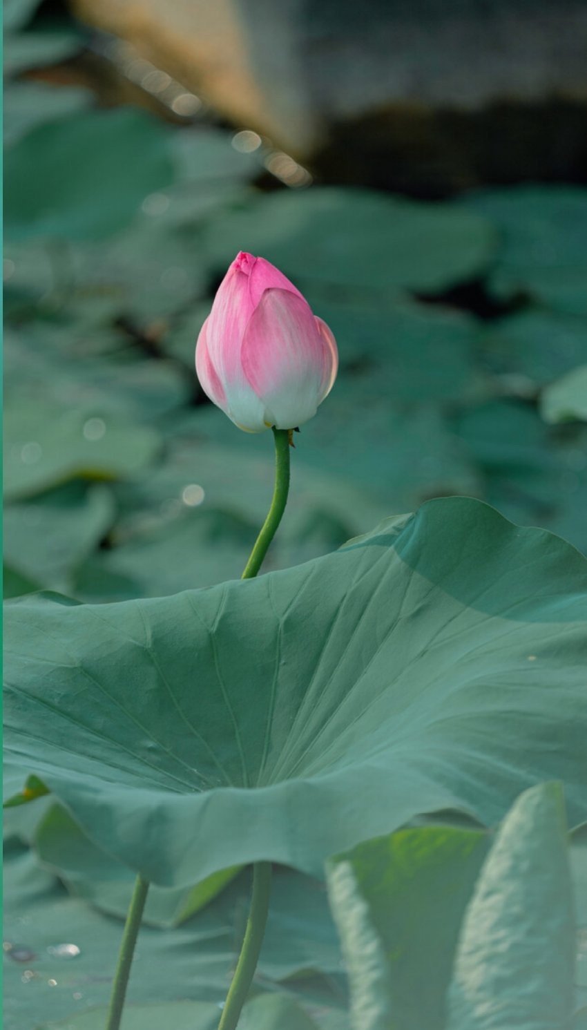 荷叶横塘翡翠风 ……|翡翠_新浪新闻