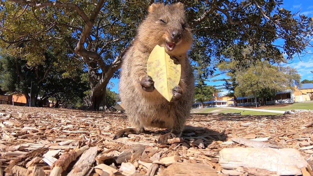 可爱治愈!一只专心吃着树叶的短尾矮袋鼠 .