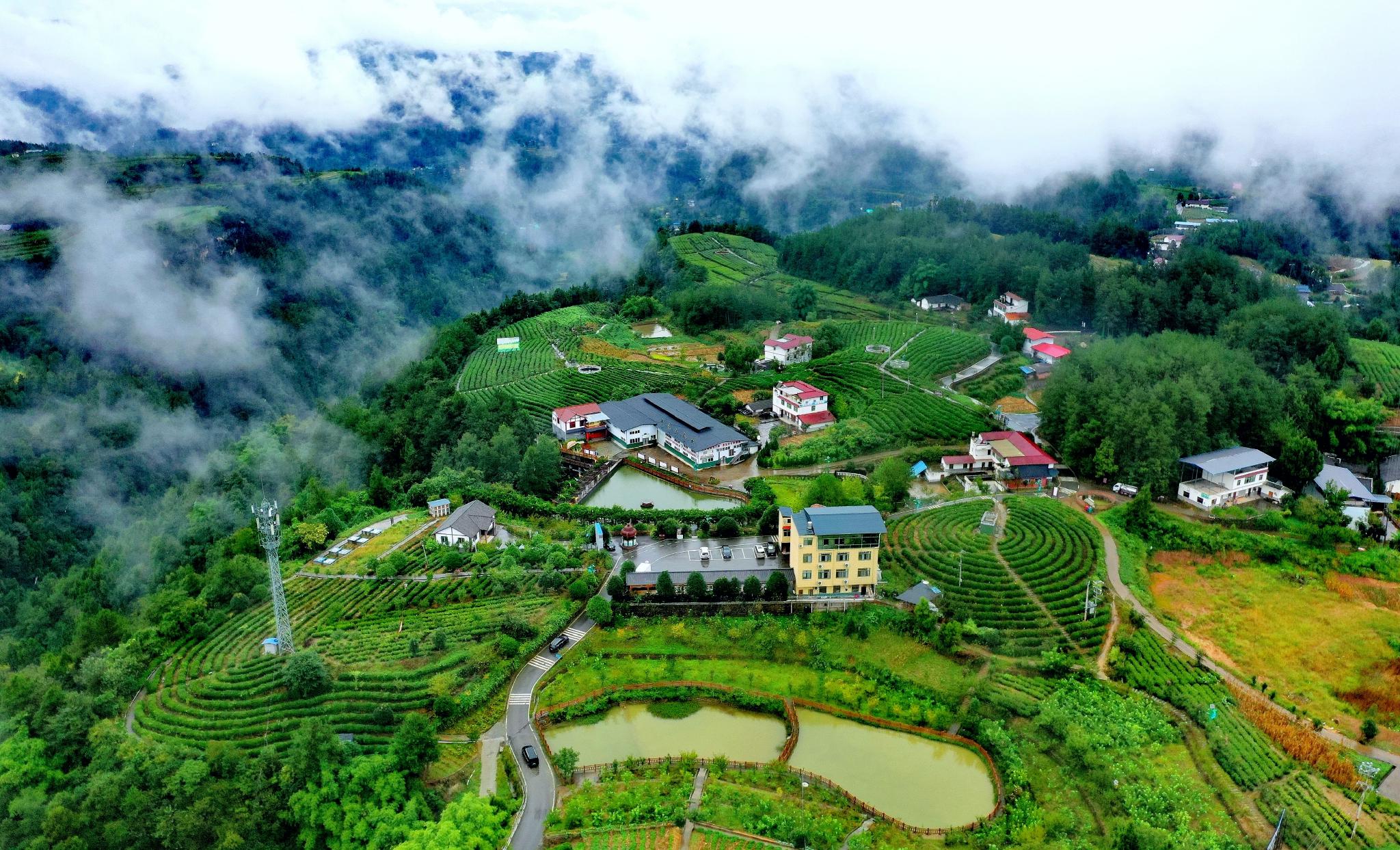 云雾缭绕,航拍中国茶乡旺苍,满眼绿色的山水风景,如人间仙境!|旺苍|茶乡|陈平_新浪新闻