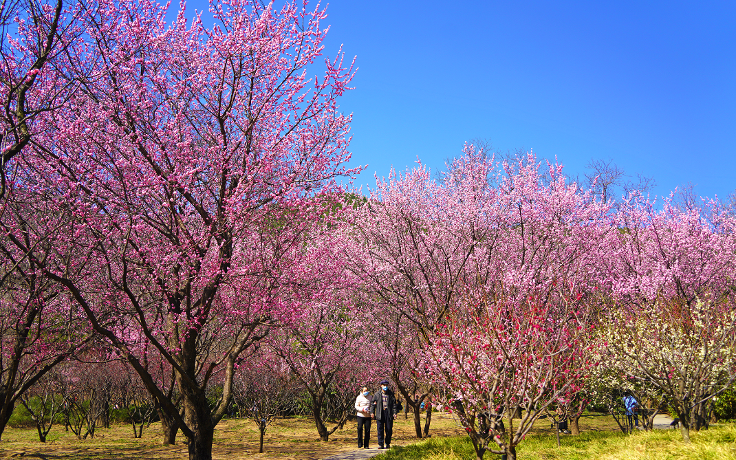 游客在梅园散步.国家植物园供图