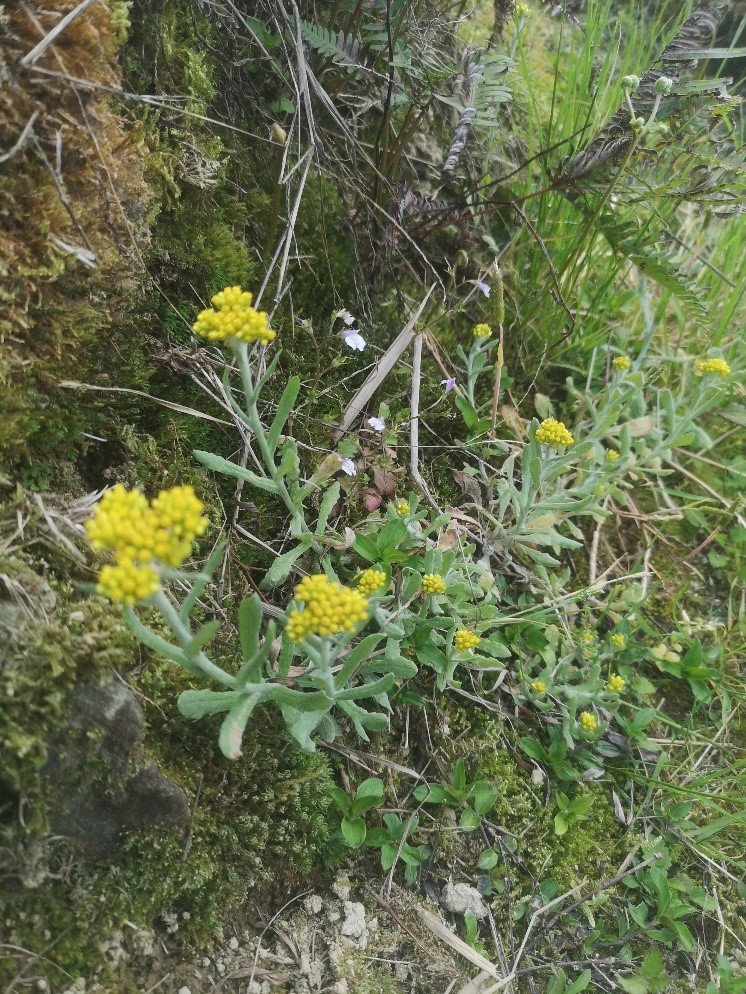 图十六 制作艾粑粑的"艾草"——鼠曲草(王忠贵摄,2022年)