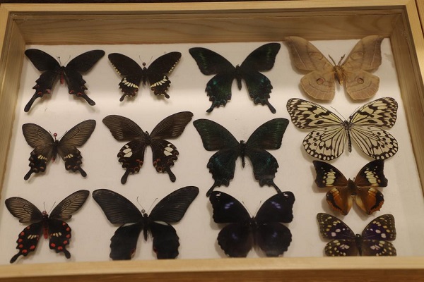 走进南京外国语学校展览教室,昆虫标本按类别排列展示,蔚为壮观