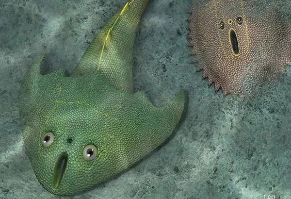 图说：中科院古脊椎动物与古人类研究所在武宁首次发现了4.38亿年前的真盔甲鱼类新属种：俊卿清水鱼和刺猬安吉鱼。