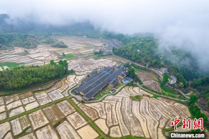 航拍下的江西省吉安市新干县麦斜镇上寨村梯田,云雾缭绕,景美如画.