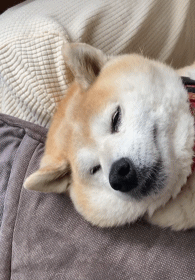 狗子吃完饭倒头就睡这真是秒入睡好羡慕