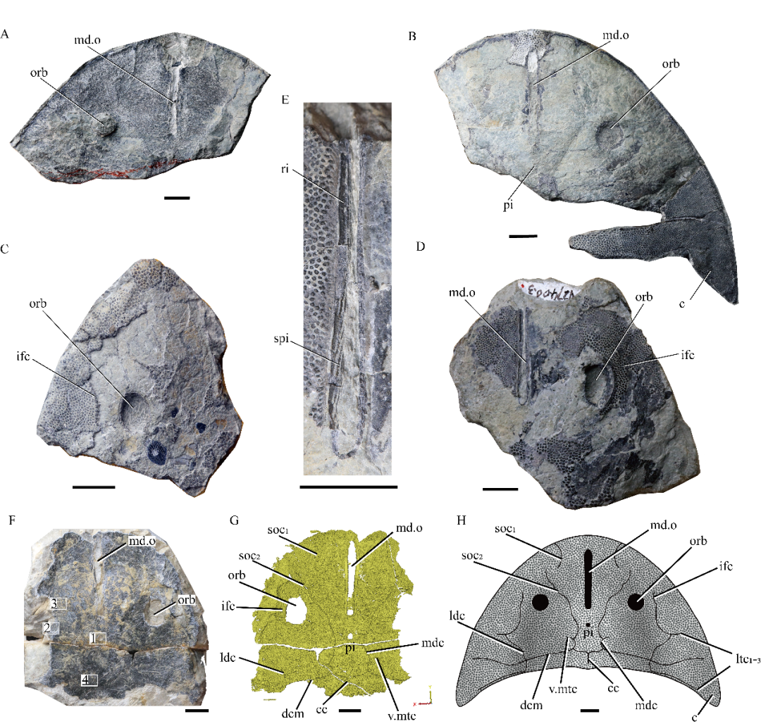 硕大西屯鱼化石照片（盖志琨摄）、3D重建及头甲复原（冯鸣娟绘）。