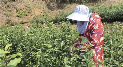 疫情下，徽茶的春天如何度过?休闲区蓝鸢梦想 - Www.slyday.coM