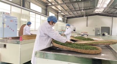 疫情下，徽茶的春天如何度过?休闲区蓝鸢梦想 - Www.slyday.coM