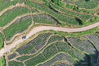 疫情下，徽茶的春天如何度过?休闲区蓝鸢梦想 - Www.slyday.coM