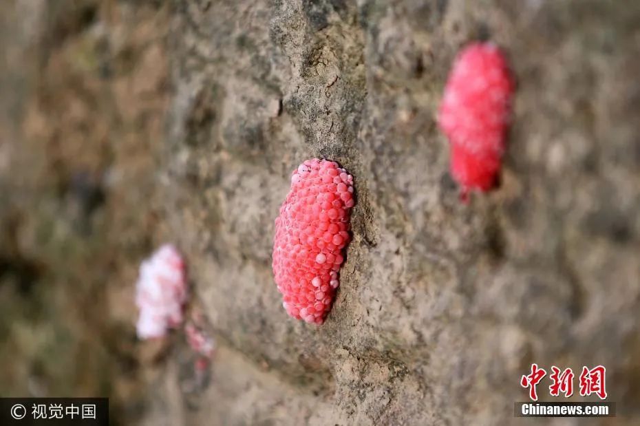 福寿螺危害这么大能不吃就不吃