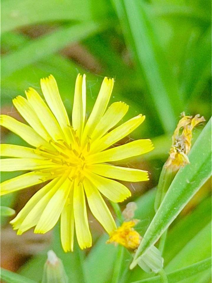 青未了开黄花的小苦荬