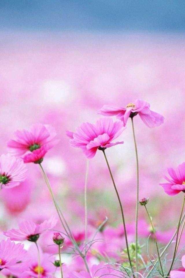 有几个星座渴望爱情希望长长久久白头偕老