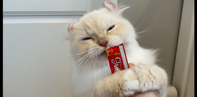 洗澡的时候猫咪嗷嗷叫很生气，给猫条后瞬间老实了，真好哄呀！休闲区蓝鸢梦想 - Www.slyday.coM