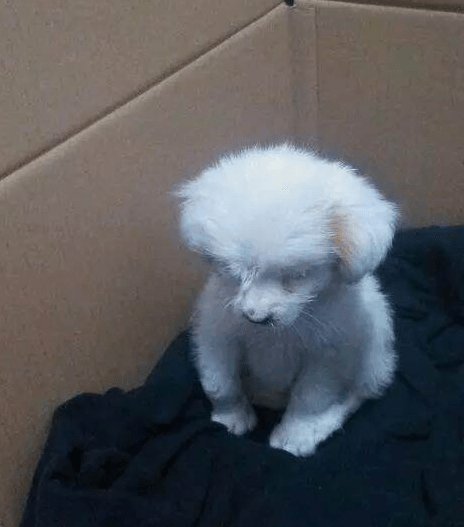 主人把狗狗拴在长椅上弃之而去，带回家小家伙一直闷闷不乐休闲区蓝鸢梦想 - Www.slyday.coM