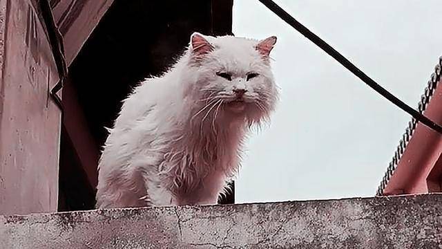 男子寻求好心人收养流浪猫,却遭到众人责骂,到底是谁错?休闲区蓝鸢梦想 - Www.slyday.coM 男子寻求好心人收养流浪猫,却遭到众人责骂,到底是谁错?休闲区蓝鸢梦想 - Www.slyday.coM