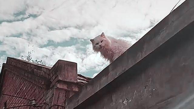 男子寻求好心人收养流浪猫,却遭到众人责骂,到底是谁错?休闲区蓝鸢梦想 - Www.slyday.coM 男子寻求好心人收养流浪猫,却遭到众人责骂,到底是谁错?休闲区蓝鸢梦想 - Www.slyday.coM