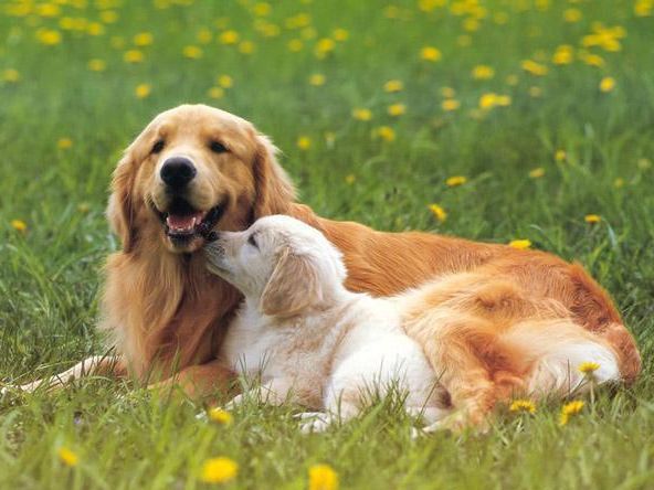 你真的了解狗狗吗?狗狗这4种行为,很多人都误解了休闲区蓝鸢梦想 - Www.slyday.coM 你真的了解狗狗吗?狗狗这4种行为,很多人都误解了休闲区蓝鸢梦想 - Www.slyday.coM