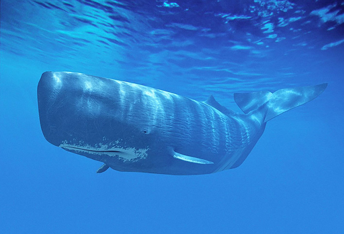 过去两百年,人类对抹香鲸进行了大规模捕猎,导致它们的数量已经大幅