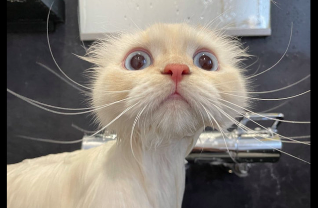 洗澡的时候猫咪嗷嗷叫很生气，给猫条后瞬间老实了，真好哄呀！休闲区蓝鸢梦想 - Www.slyday.coM