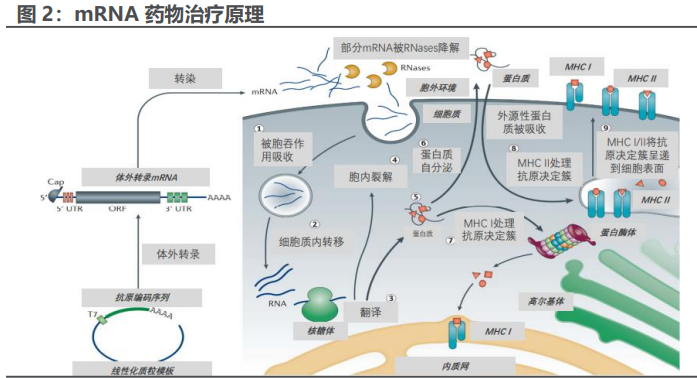 医药mRNA产业链深度报告:mRNA迎来历史机遇,国产力量加速崛起