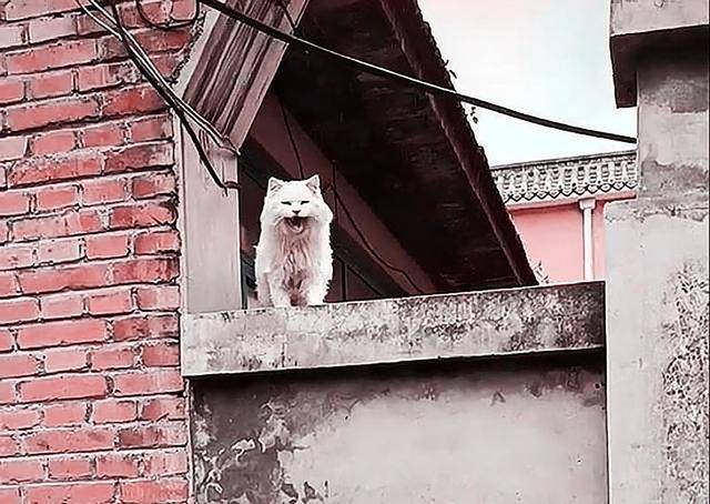 男子寻求好心人收养流浪猫,却遭到众人责骂,到底是谁错?休闲区蓝鸢梦想 - Www.slyday.coM 男子寻求好心人收养流浪猫,却遭到众人责骂,到底是谁错?休闲区蓝鸢梦想 - Www.slyday.coM