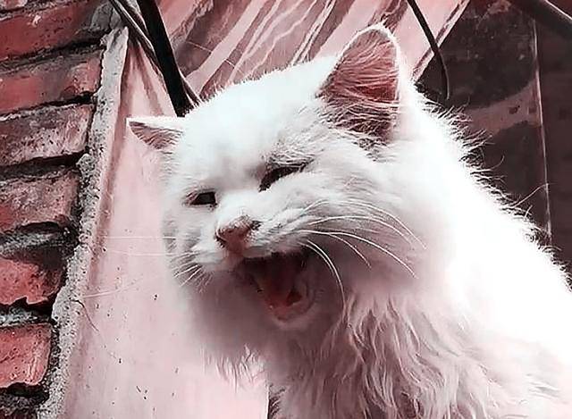 男子寻求好心人收养流浪猫,却遭到众人责骂,到底是谁错?休闲区蓝鸢梦想 - Www.slyday.coM 男子寻求好心人收养流浪猫,却遭到众人责骂,到底是谁错?休闲区蓝鸢梦想 - Www.slyday.coM