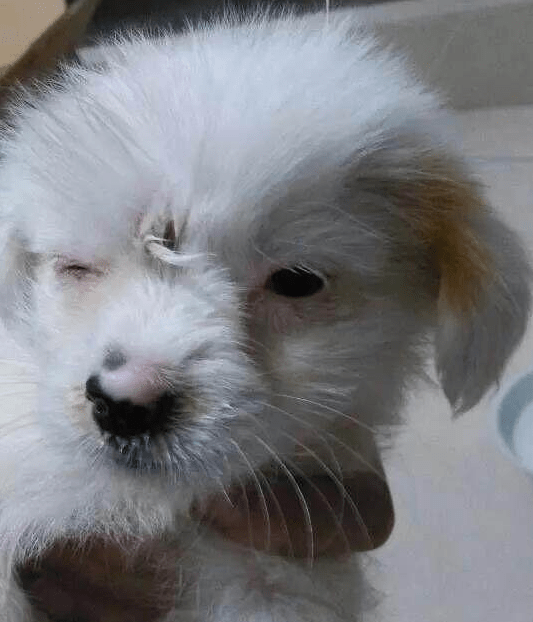 主人把狗狗拴在长椅上弃之而去，带回家小家伙一直闷闷不乐休闲区蓝鸢梦想 - Www.slyday.coM