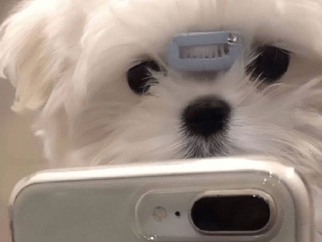 你真的了解狗狗吗?狗狗这4种行为,很多人都误解了休闲区蓝鸢梦想 - Www.slyday.coM 你真的了解狗狗吗?狗狗这4种行为,很多人都误解了休闲区蓝鸢梦想 - Www.slyday.coM