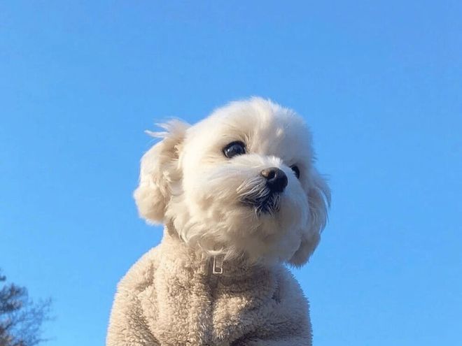 你真的了解狗狗吗?狗狗这4种行为,很多人都误解了休闲区蓝鸢梦想 - Www.slyday.coM 你真的了解狗狗吗?狗狗这4种行为,很多人都误解了休闲区蓝鸢梦想 - Www.slyday.coM