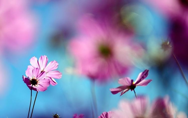 苦尽甘来，上半年的不顺利走了，等待你的将是成功休闲区蓝鸢梦想 - Www.slyday.coM