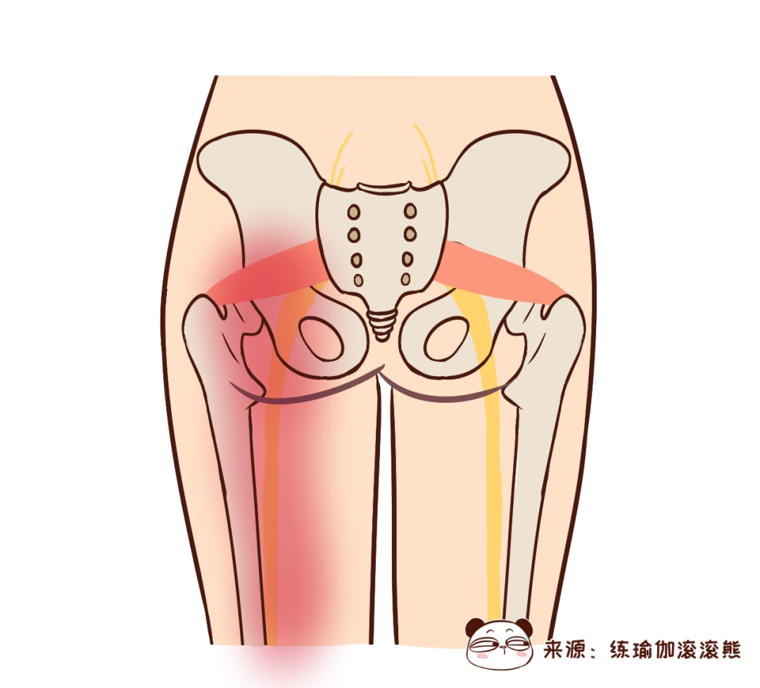 她开始狂练抬屁股, 半个月后臀部发生明显变化|臀部|梨状肌|肌腱
