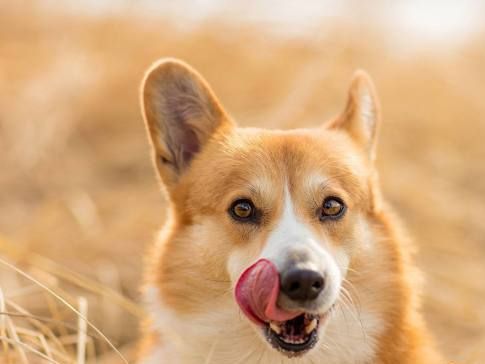 你真的了解狗狗吗?狗狗这4种行为,很多人都误解了休闲区蓝鸢梦想 - Www.slyday.coM 你真的了解狗狗吗?狗狗这4种行为,很多人都误解了休闲区蓝鸢梦想 - Www.slyday.coM