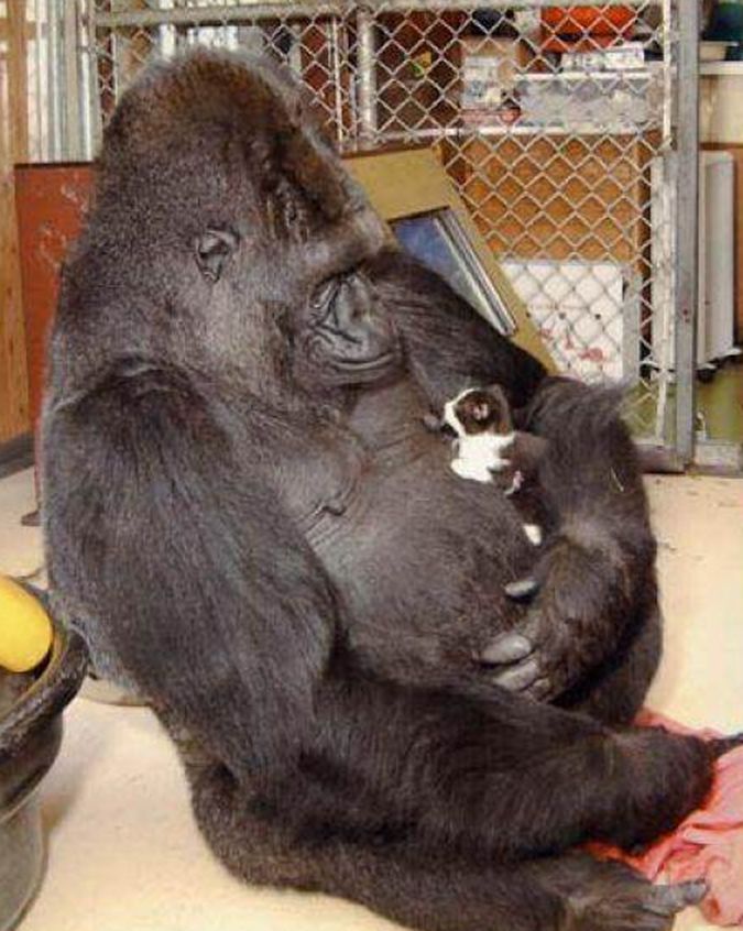 猩猩44岁生日,主人送了它一只猫咪,猩猩却感动得亲吻主人!__财经头条