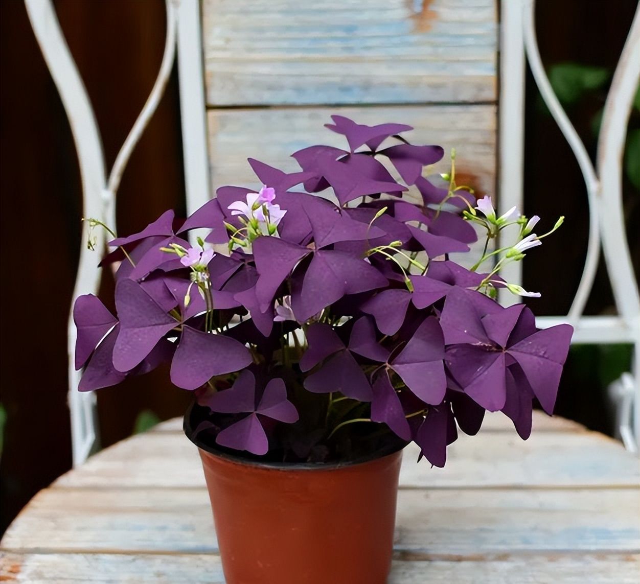 紫色酢浆草是一种三叶花卉,看上去非常好看,有合适的环境,四季都是