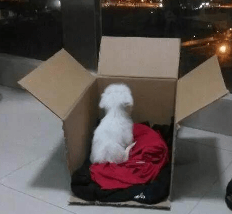 主人把狗狗拴在长椅上弃之而去，带回家小家伙一直闷闷不乐休闲区蓝鸢梦想 - Www.slyday.coM