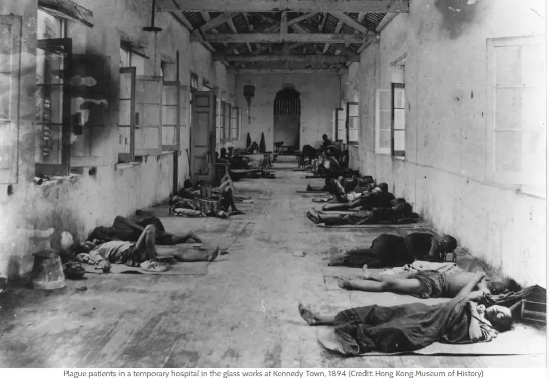 大清鼠疫李鸿章竟自豪死几万人我一直说太平无事