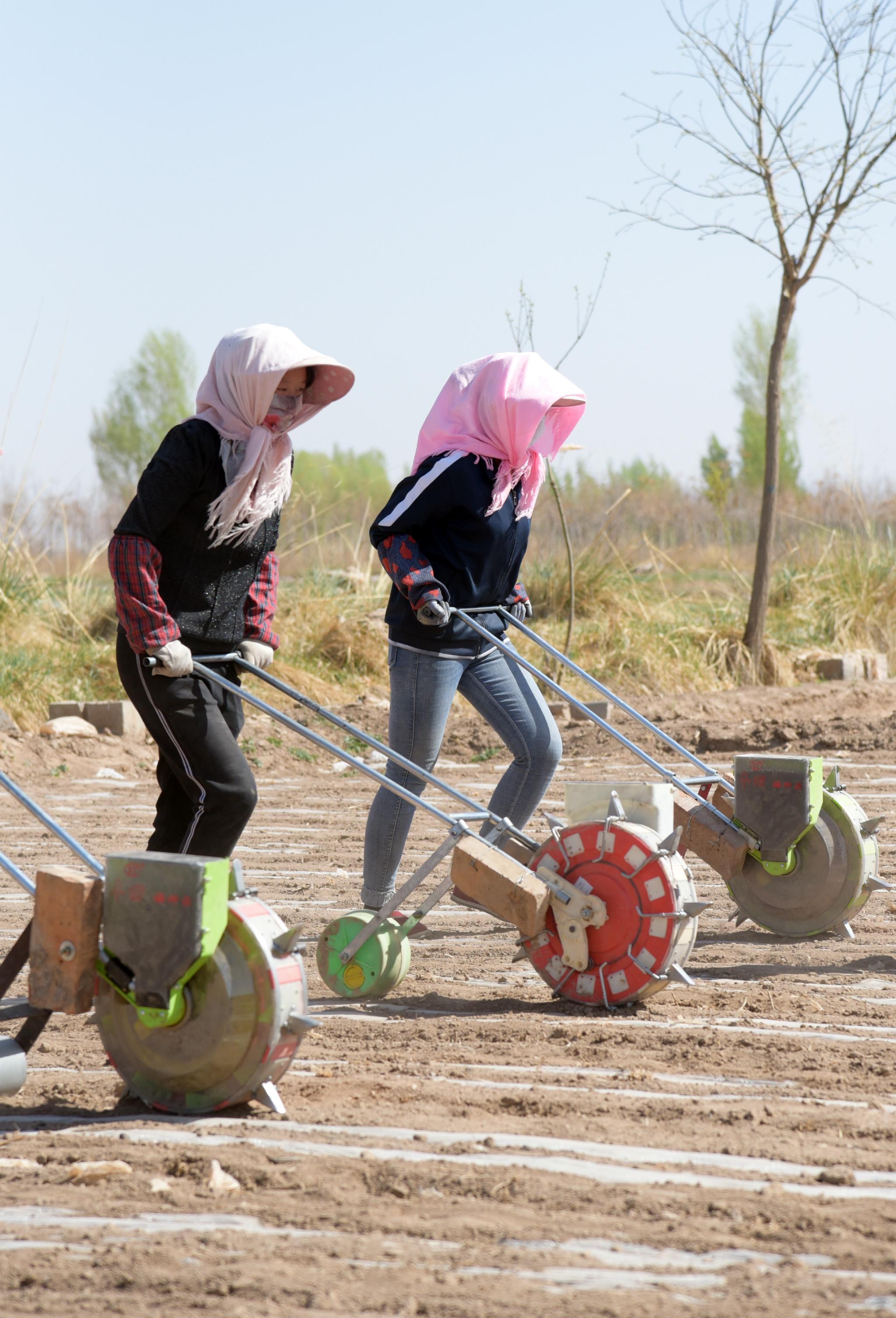 制种玉米春播忙