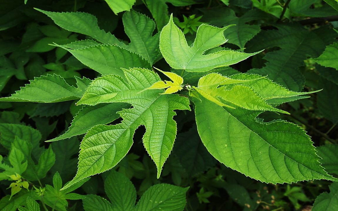 杂交构树树叶表面光滑.受访者供图